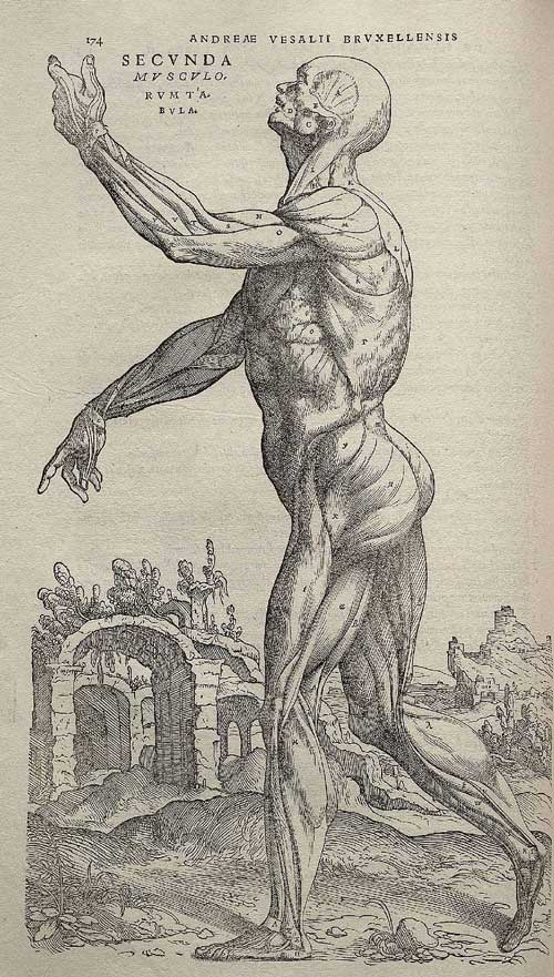 vesalius illustration