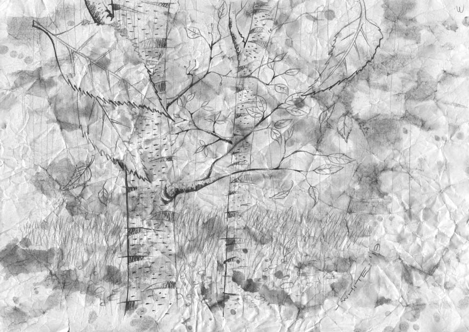 painted drawn illustration of silver birch trees black and white